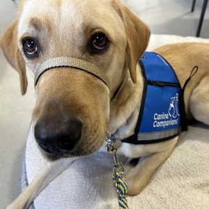 Fundraising Page: Yujia Ding